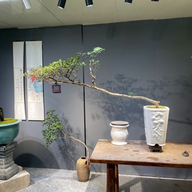 良田｜大飘灵动海岛老桩栀子花