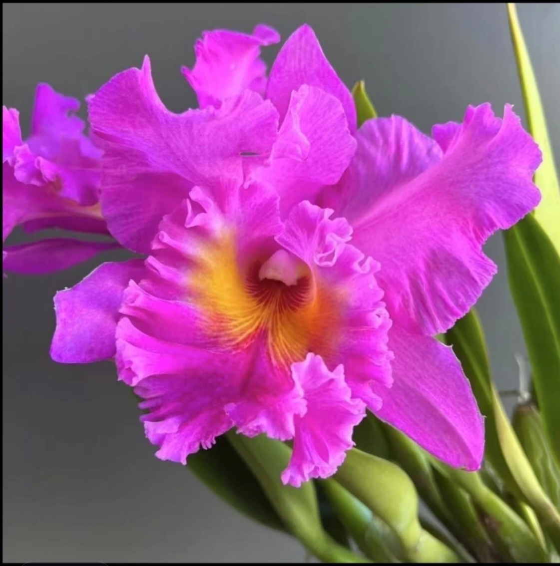 卡特兰  泰牛1号 大花型  花漂亮  好养型