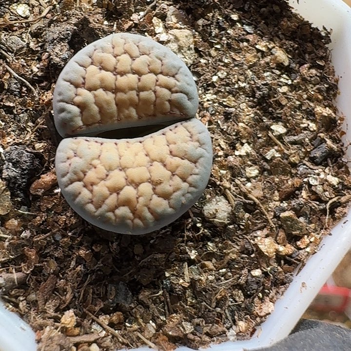 生石花2333:：。  161