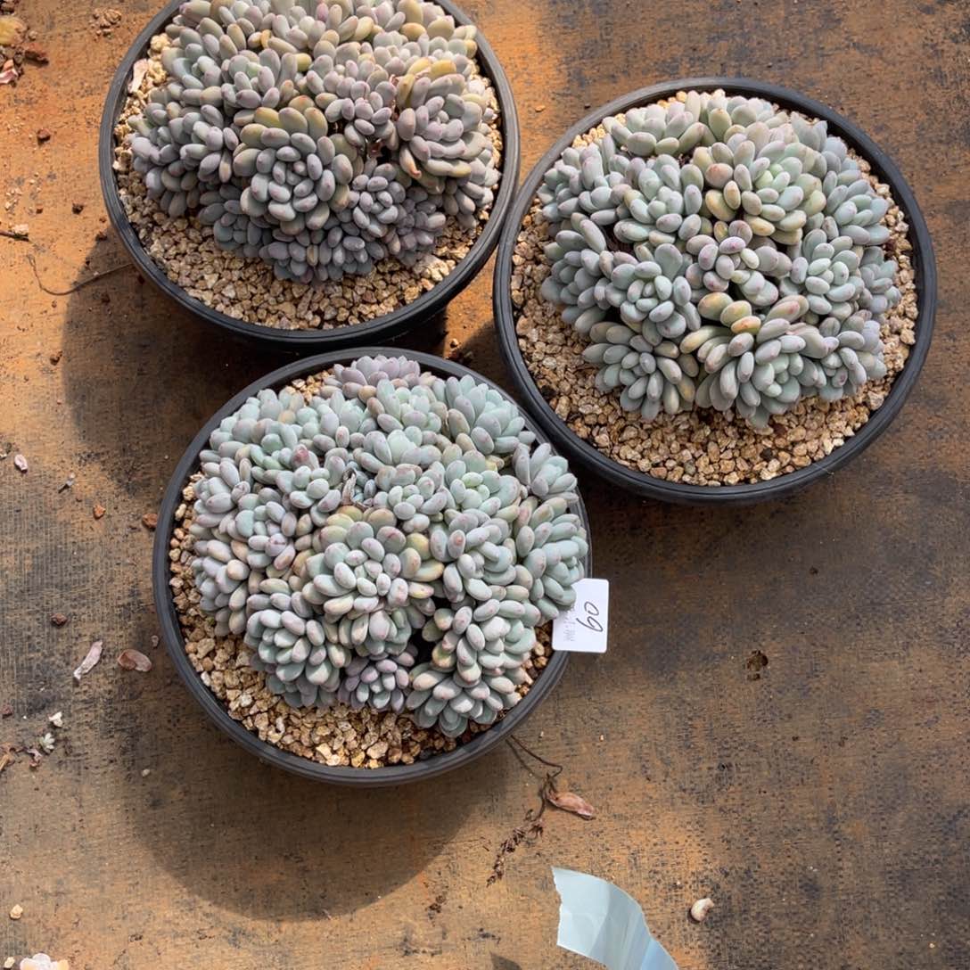 香香雪大群多肉植60号量拍