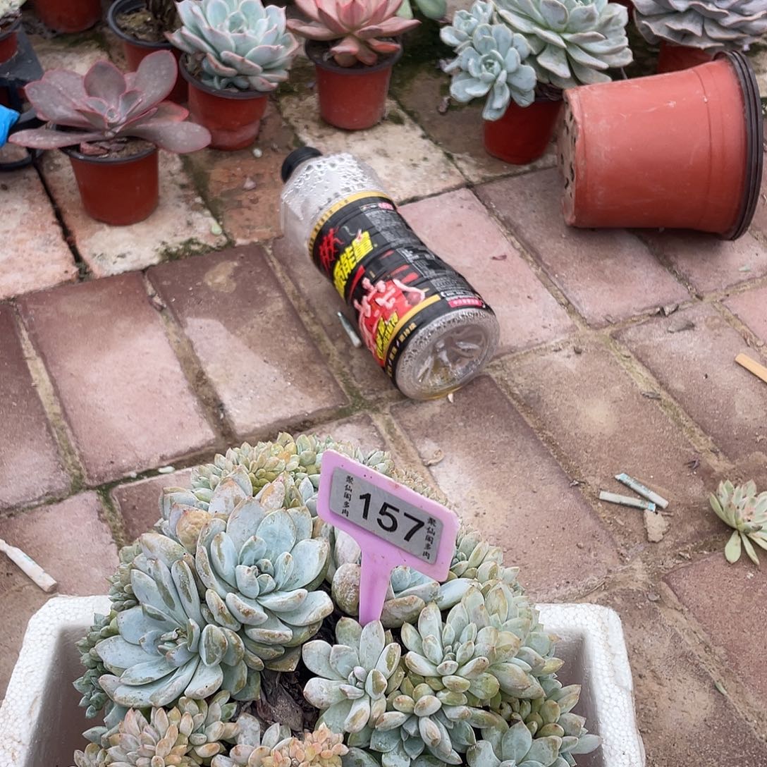 安***之157号多肉植物盆栽