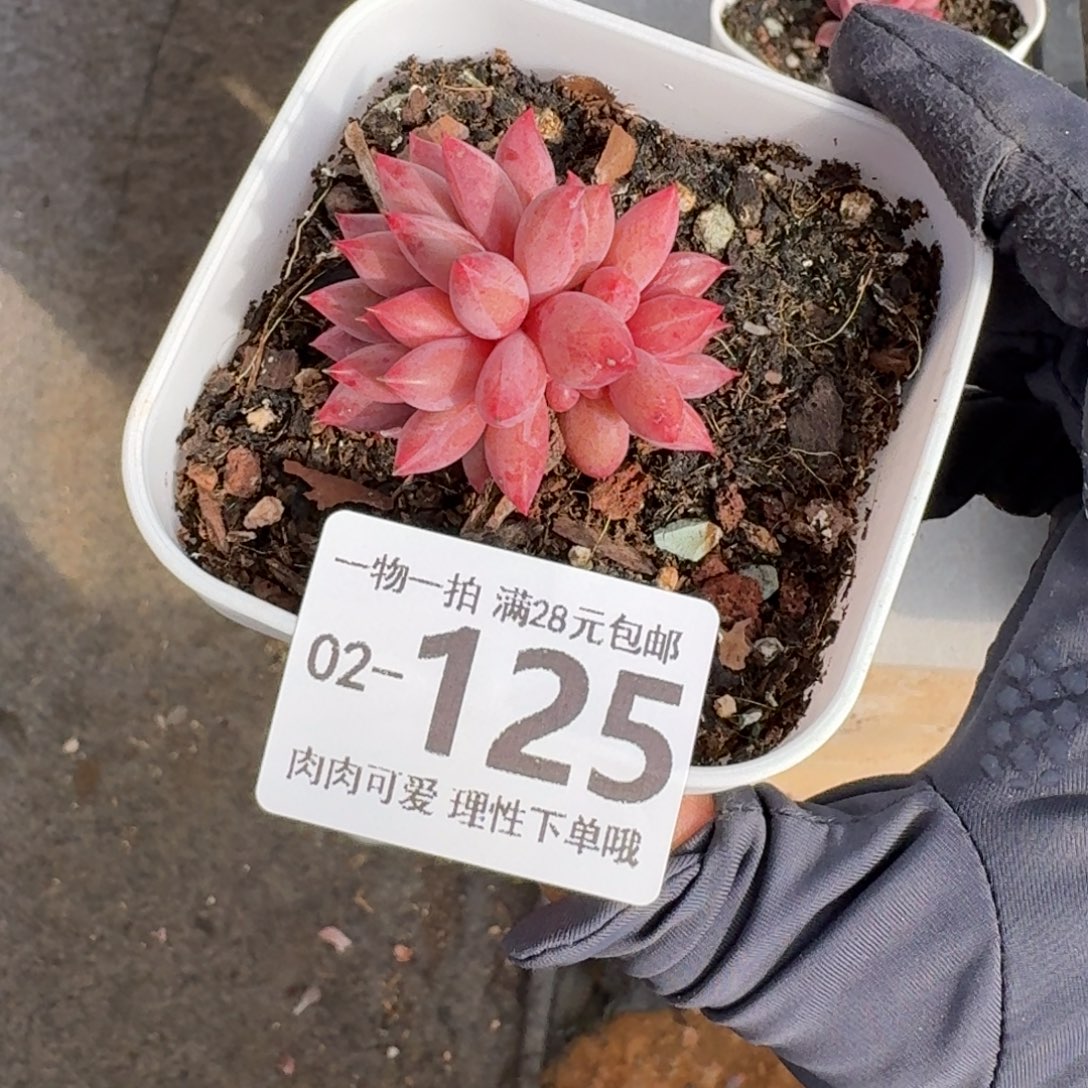 金鱼姬无盆土发货无