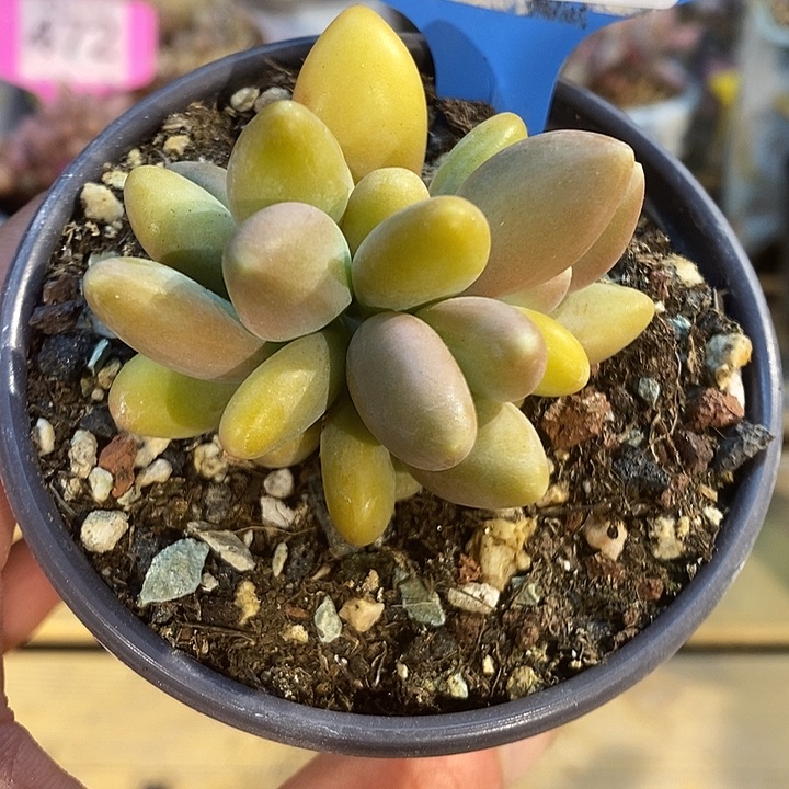 芒果奶533小树朵朵多肉啊