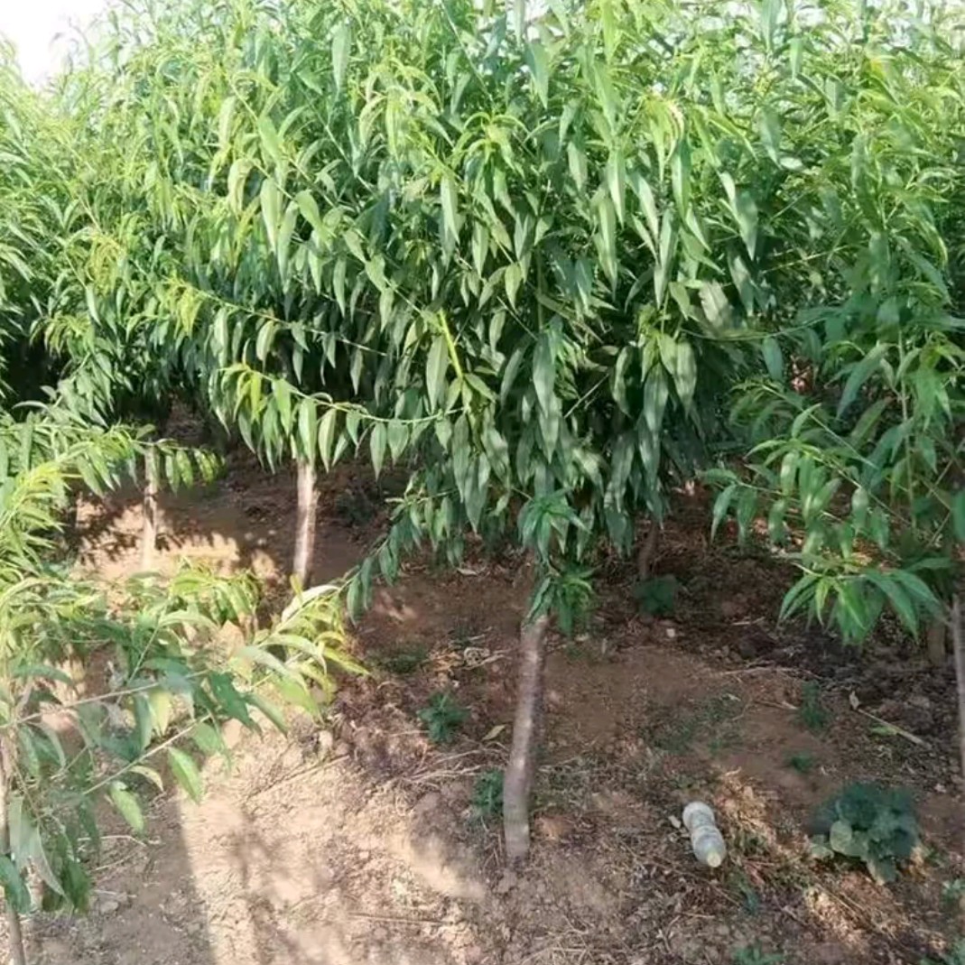 嫁接桃树苗适合盆栽地庭院种植