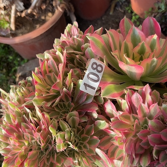 优***看多肉植物一个女巫108