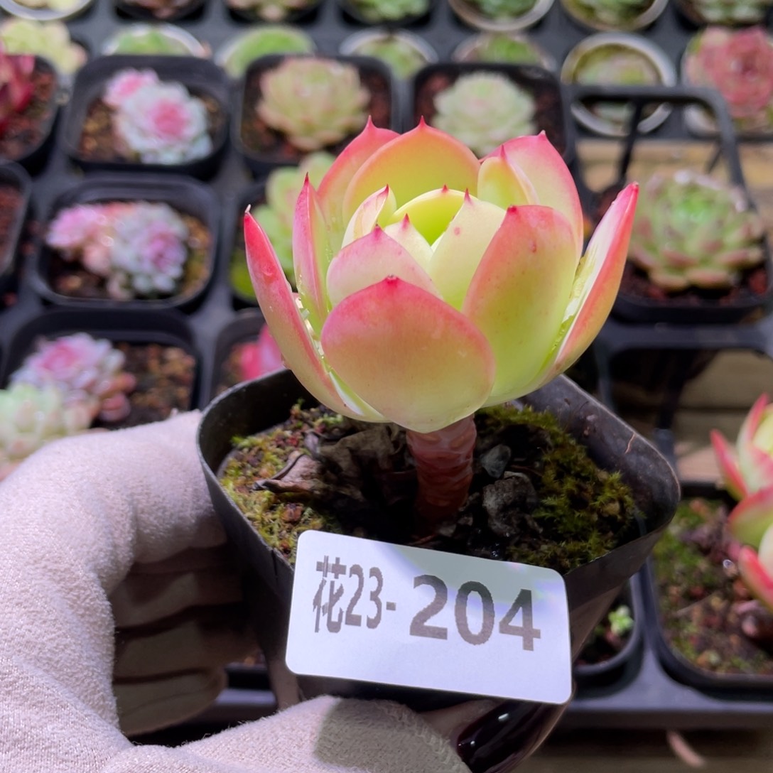 花利美23-204碧桃