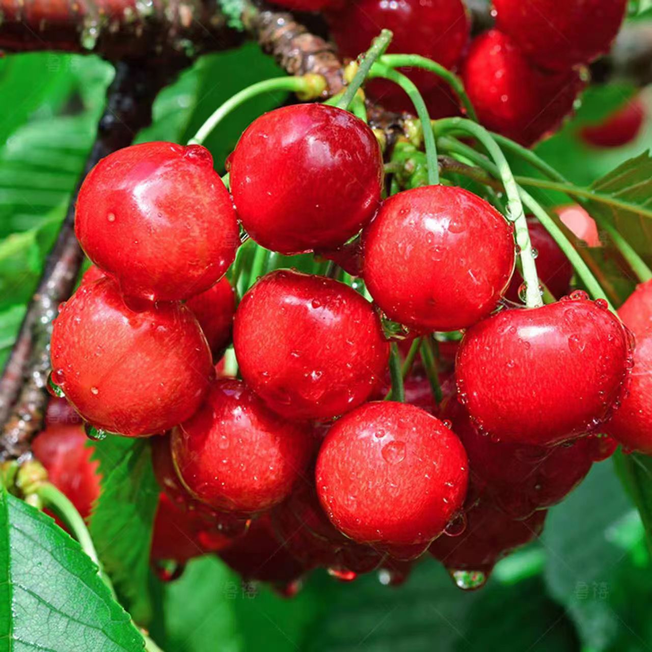 【顺丰次日达】d大连露天红灯大樱桃J-3J甜酸口感5斤装和3斤装头茬新鲜采摘现发红灯樱桃红灯樱桃