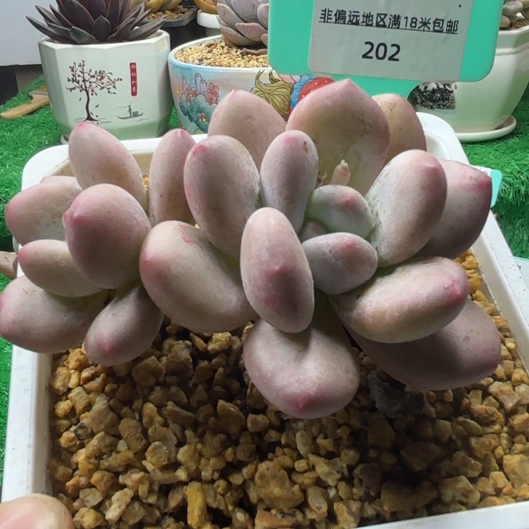 唐二姐多肉编号202