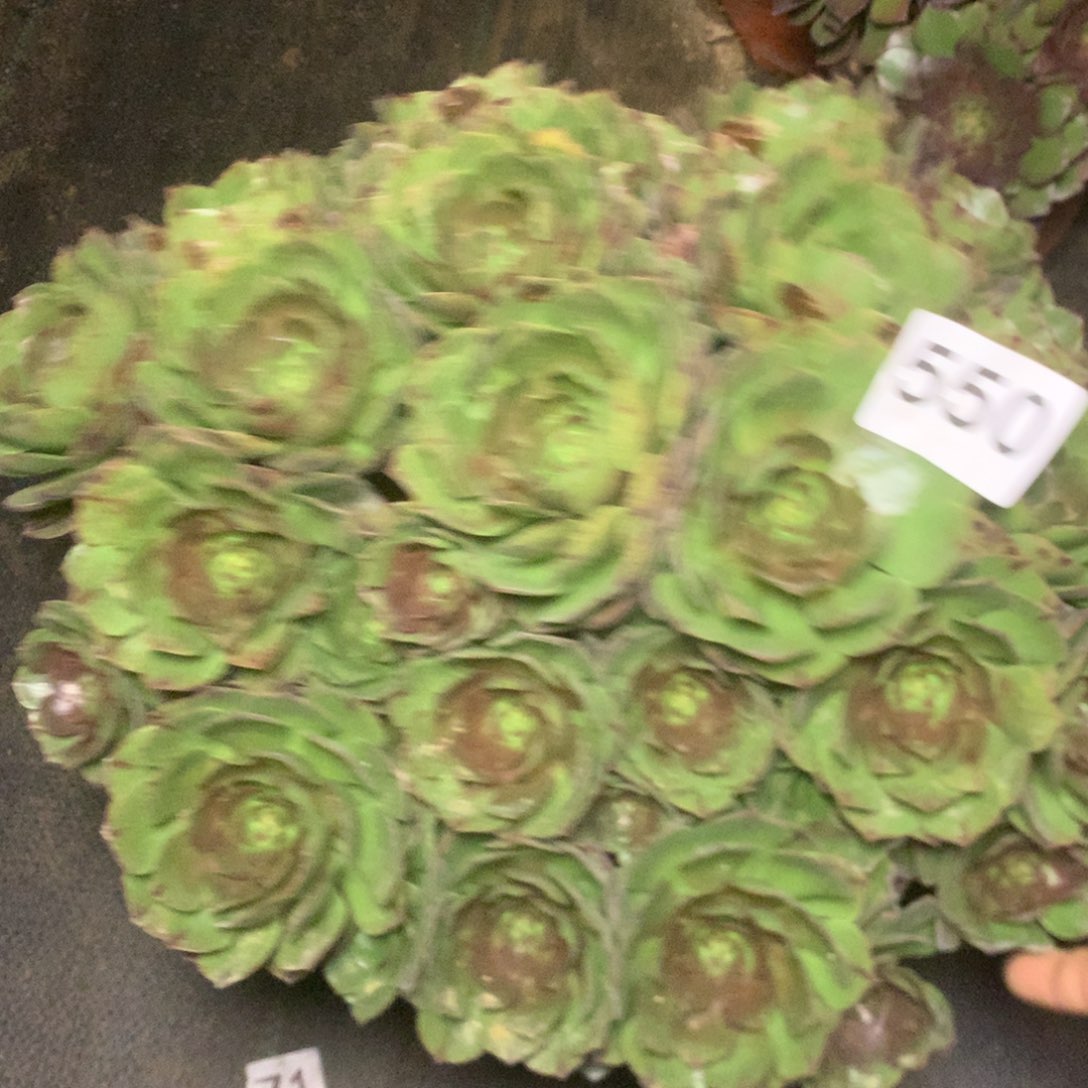 550万拉丝多肉植物