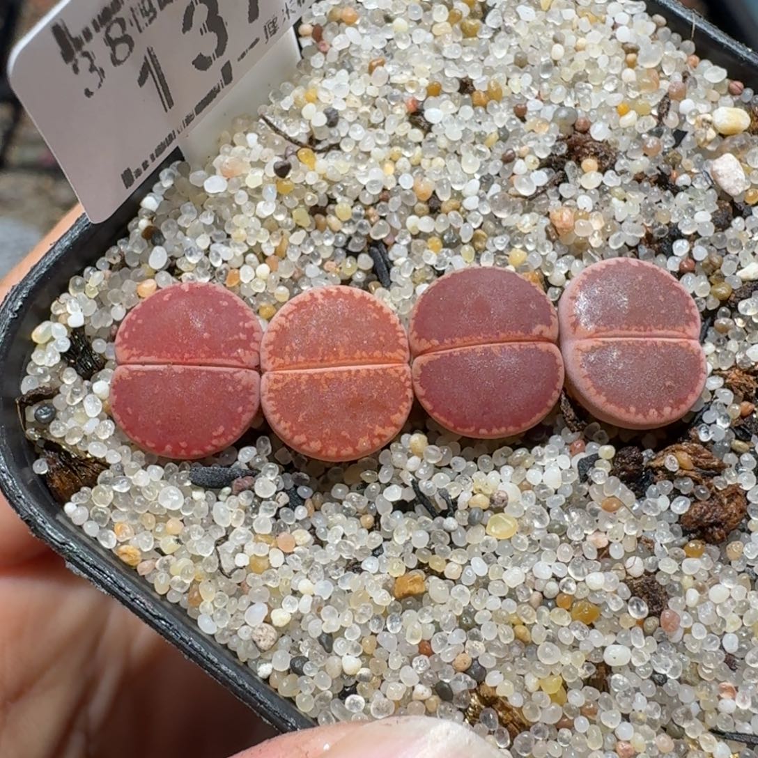 小黄车里捡漏去1371