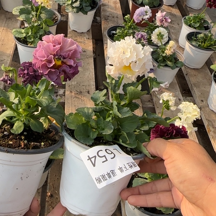****呀无花朵L654两棵一组小苗零下5勿拍