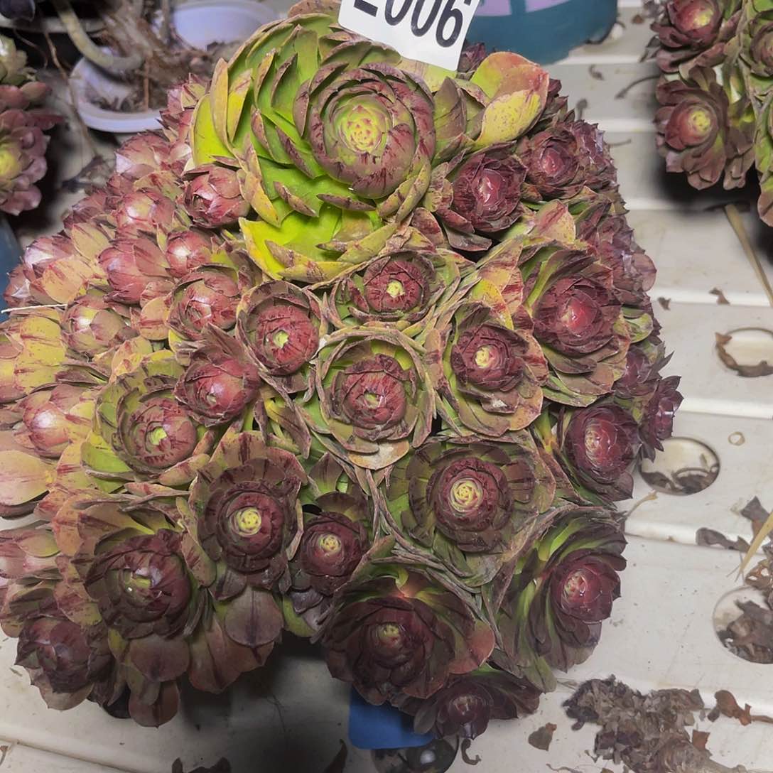 万拉丝3/-45包邮法师