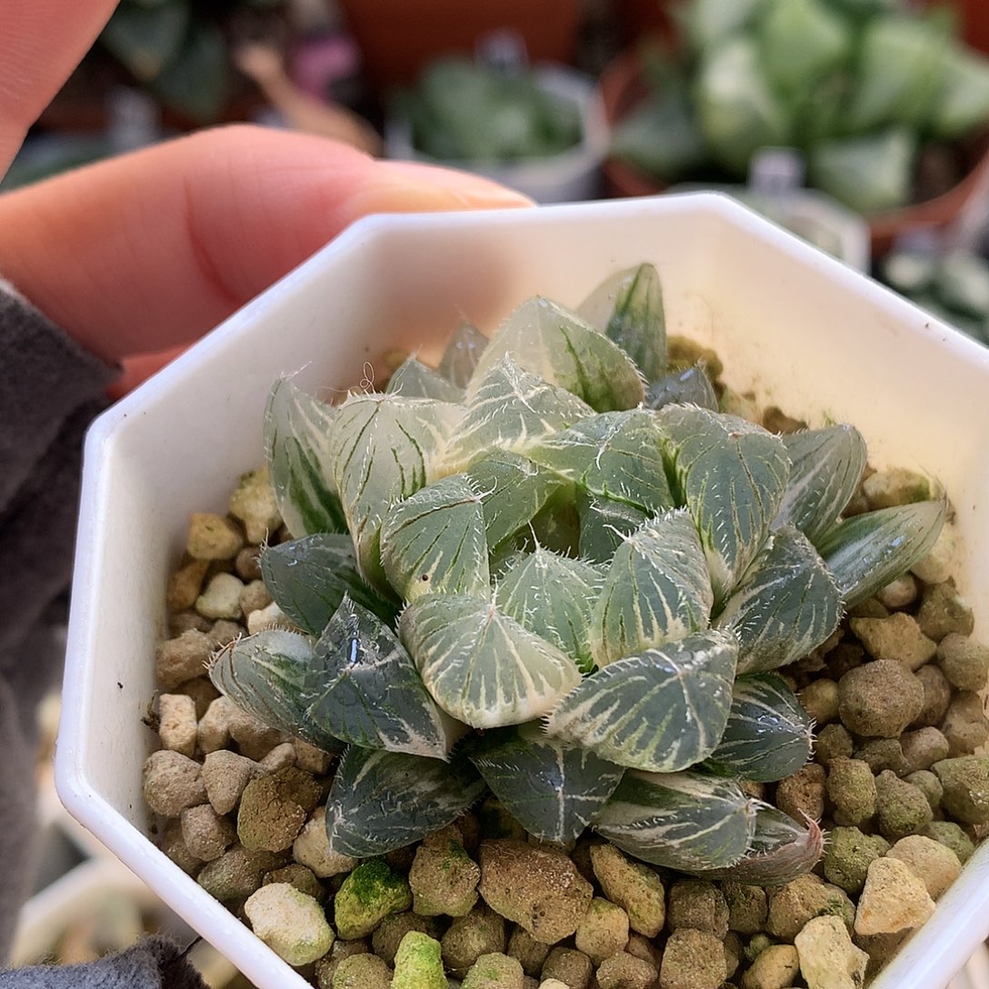 白赤线玉露锦带盆土发货