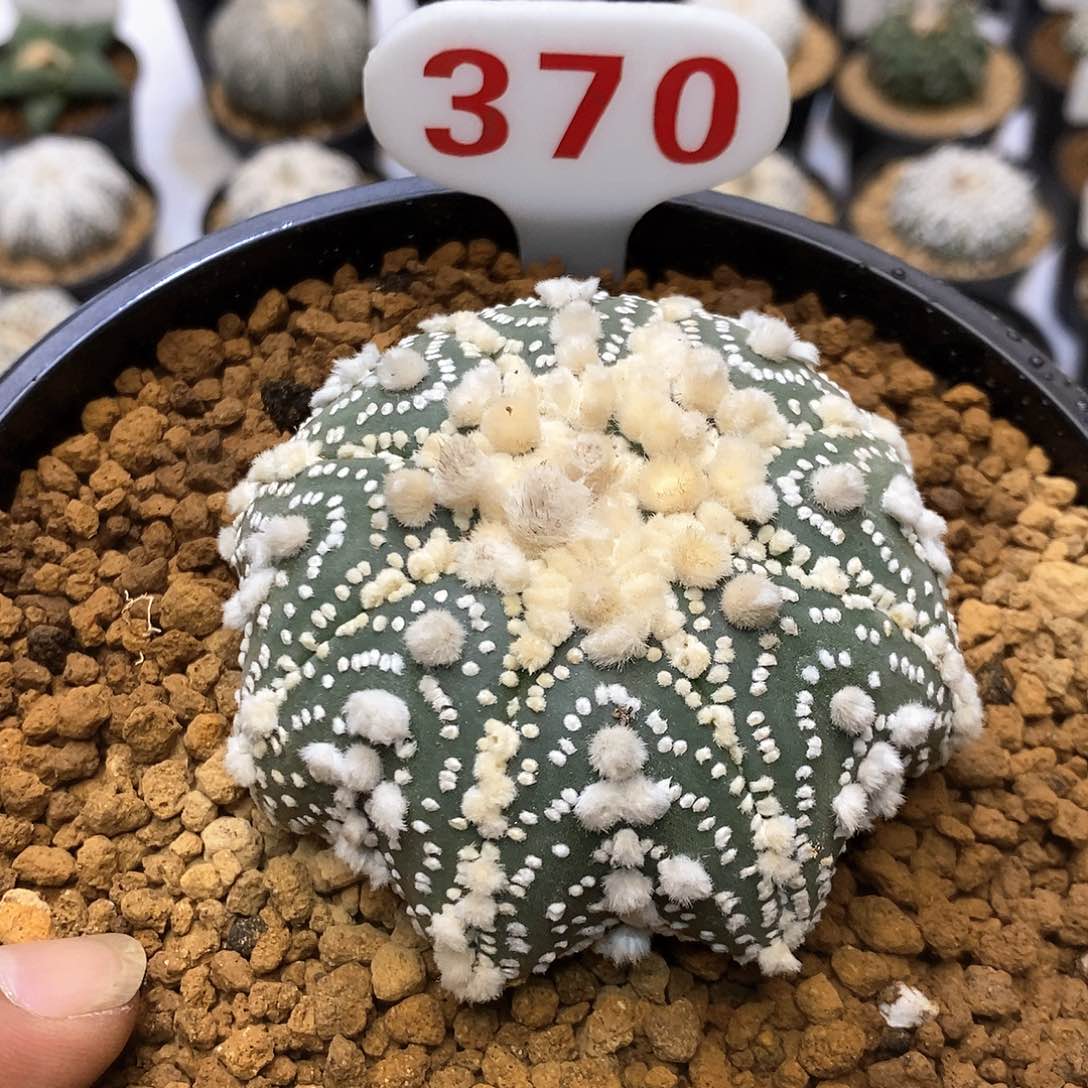 西***鱼开播后不久又开始热评他