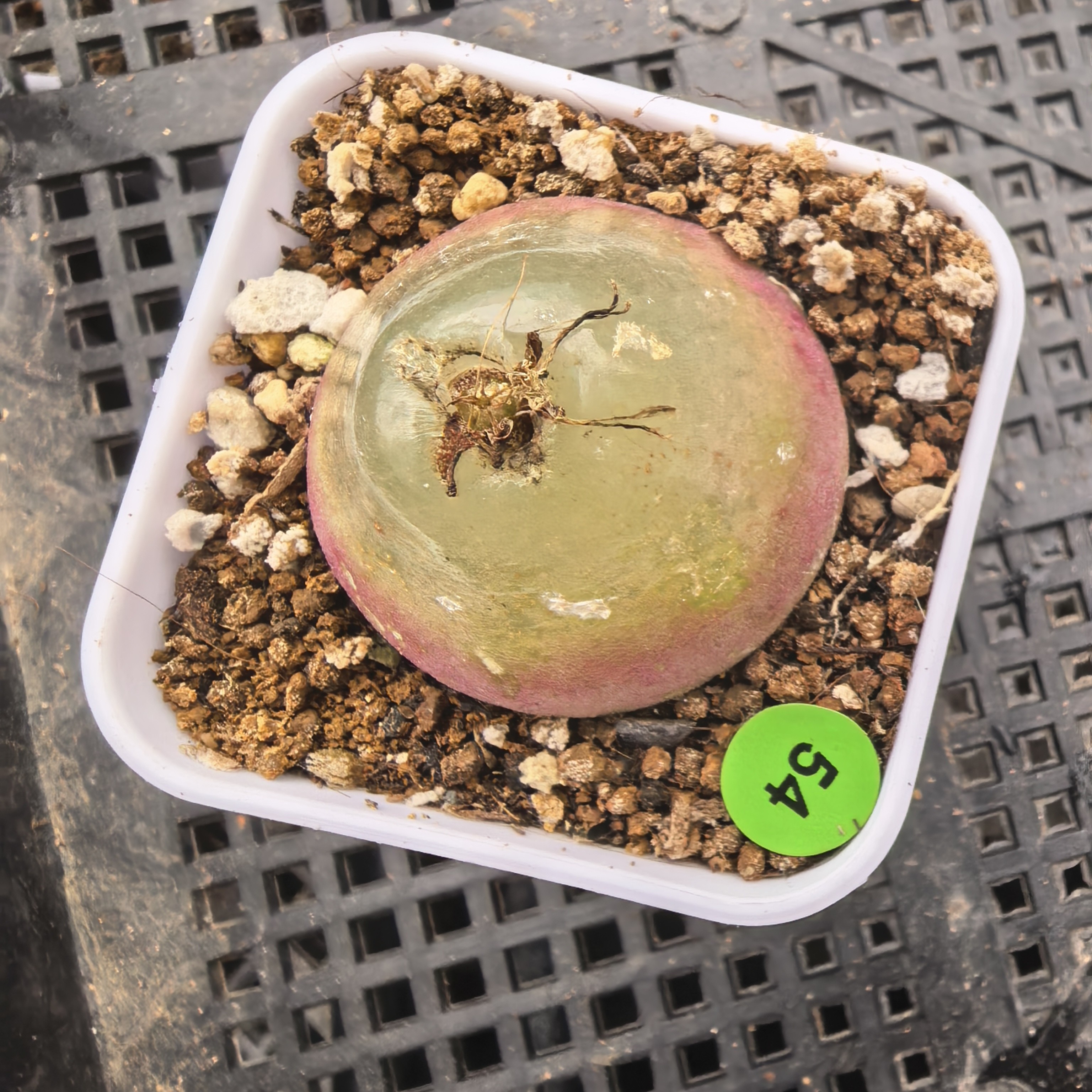 灯泡3.3cm（瑕疵）带盆多肉54