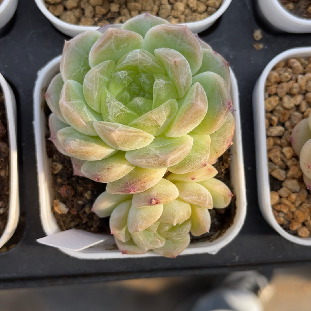 优选无尽灯珍妮多肉2852