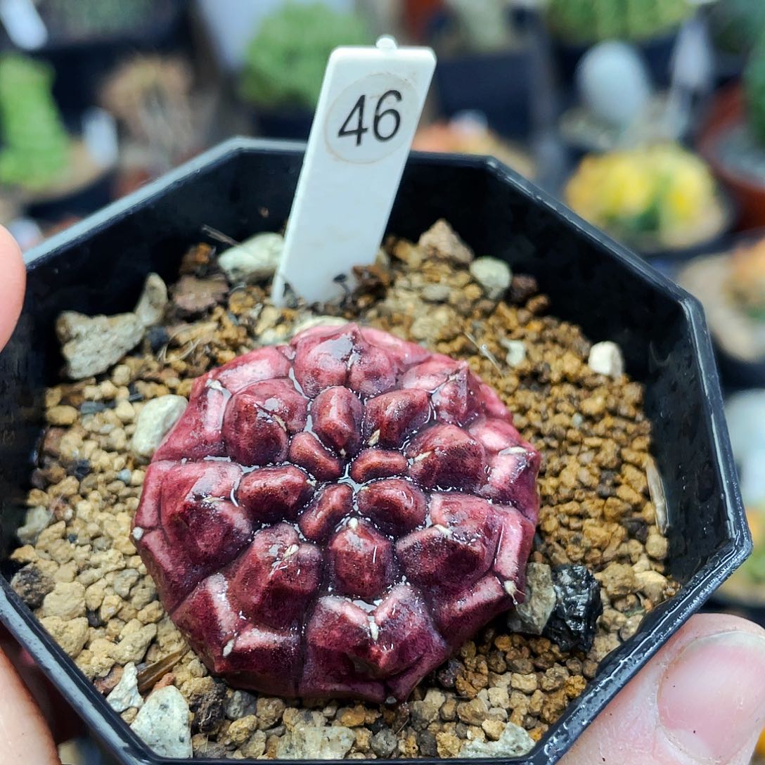 非偏远地区满25包邮仙人球