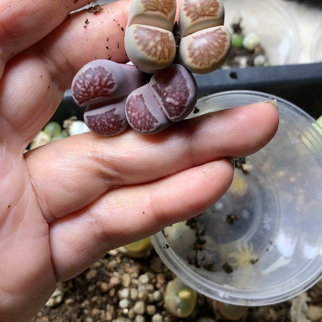 家**怀H187多肉植物保护