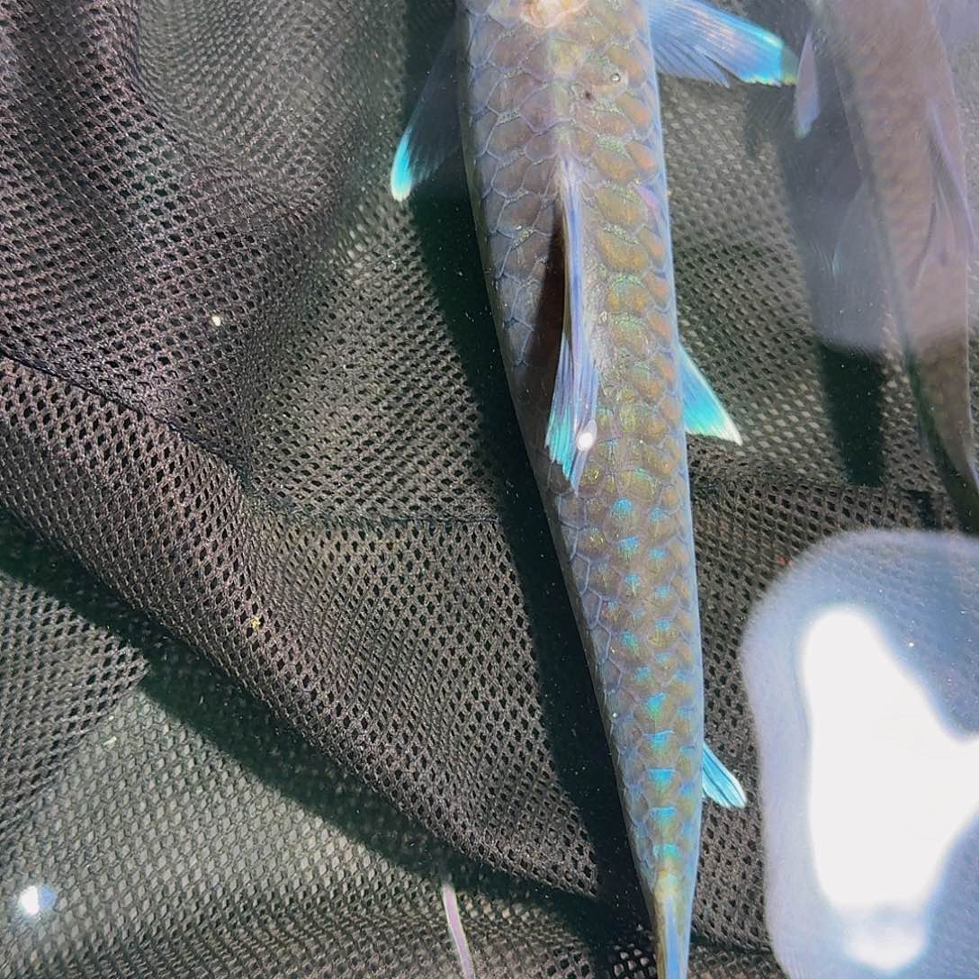 吉罗鱼异口异口异口