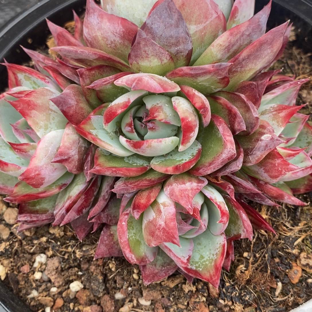 高*福利惊鸿群a11     