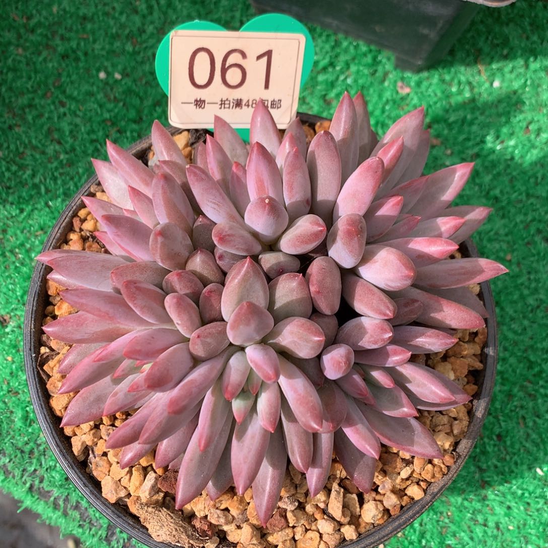 虞美人羽毛纹彩体061