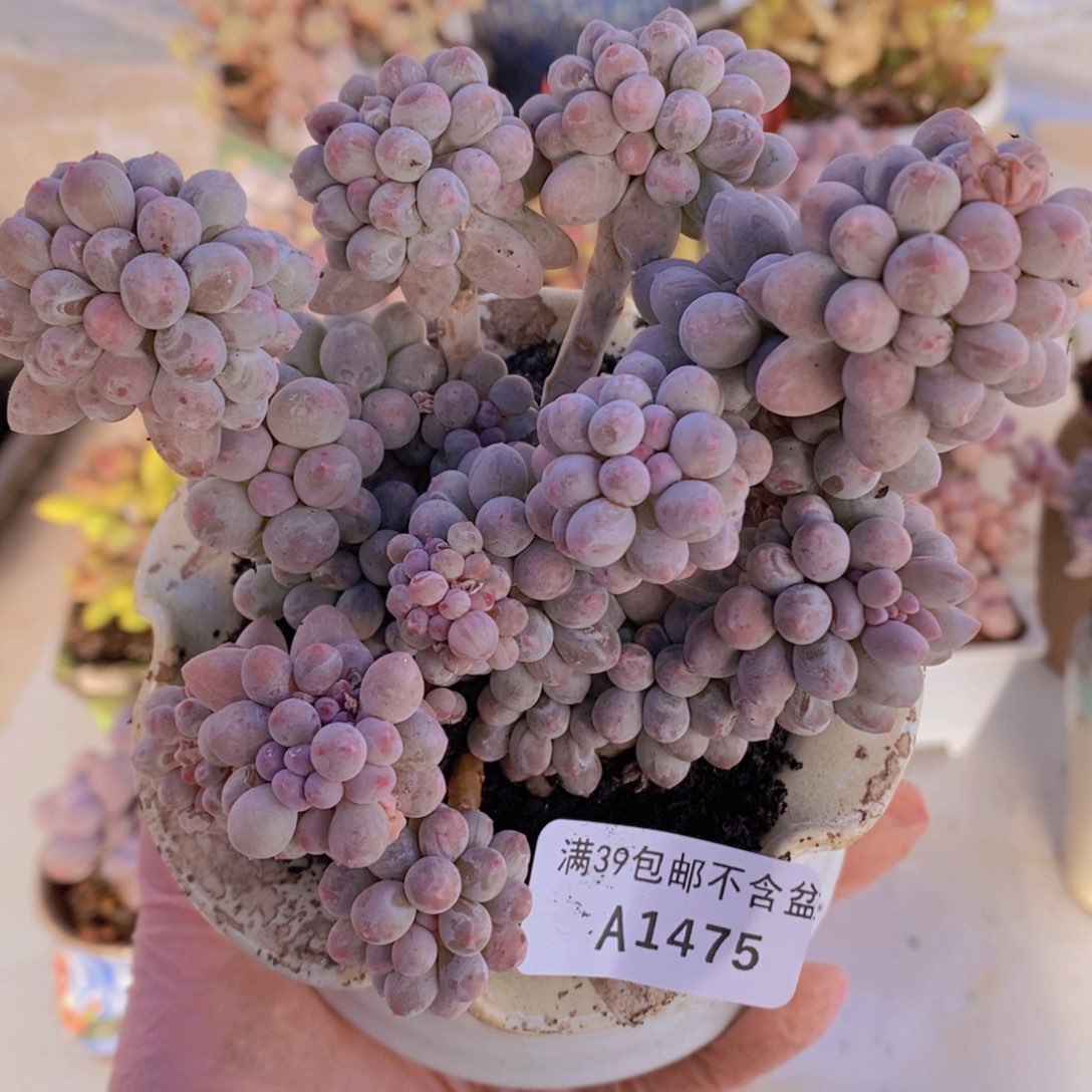 香水手指奶12cm1475多肉植物