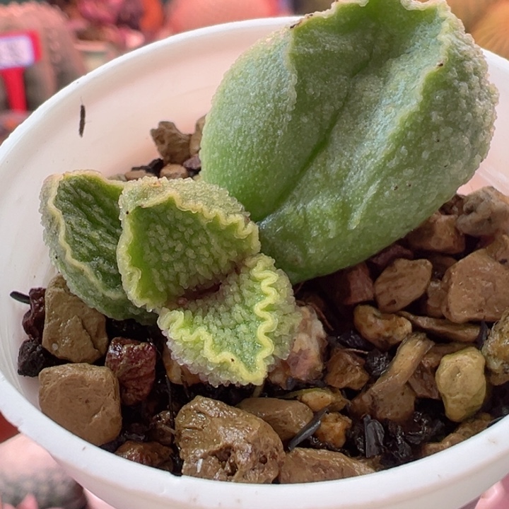 感谢支持我们谢谢支持