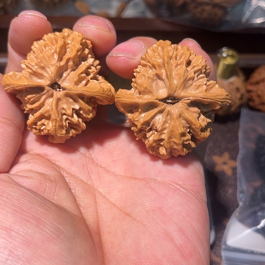 无***战核桃全品无修梅花核桃