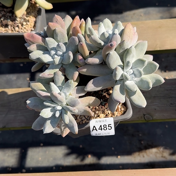 拇指仙女杯多肉植物