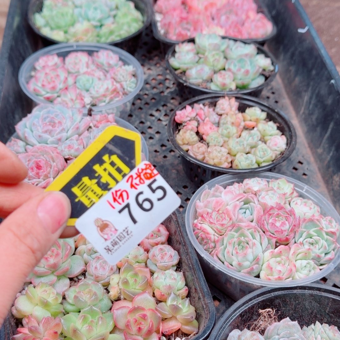 多肉植物多肉植物