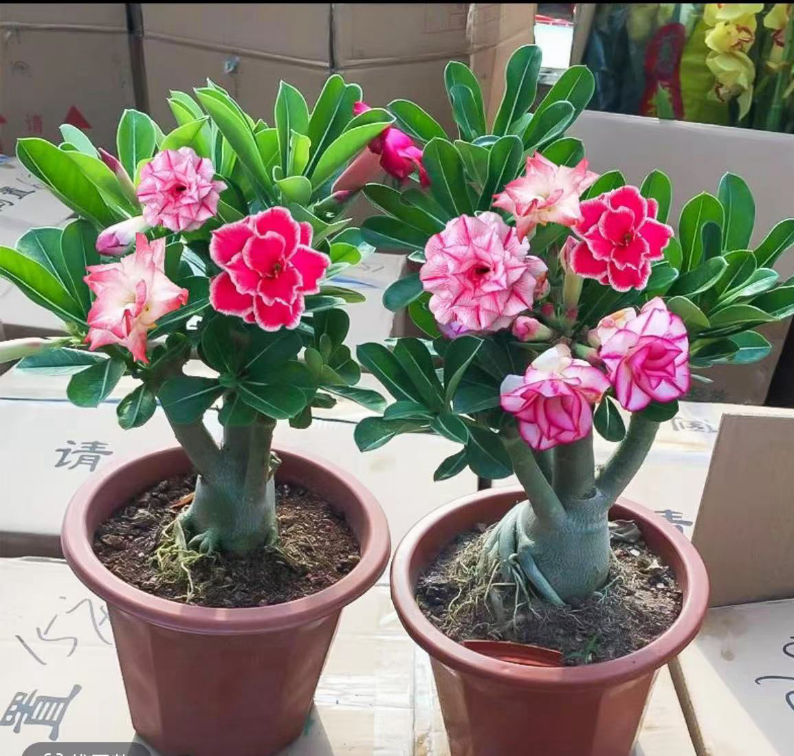 沙漠玫瑰花四季开花直播间一物一拍