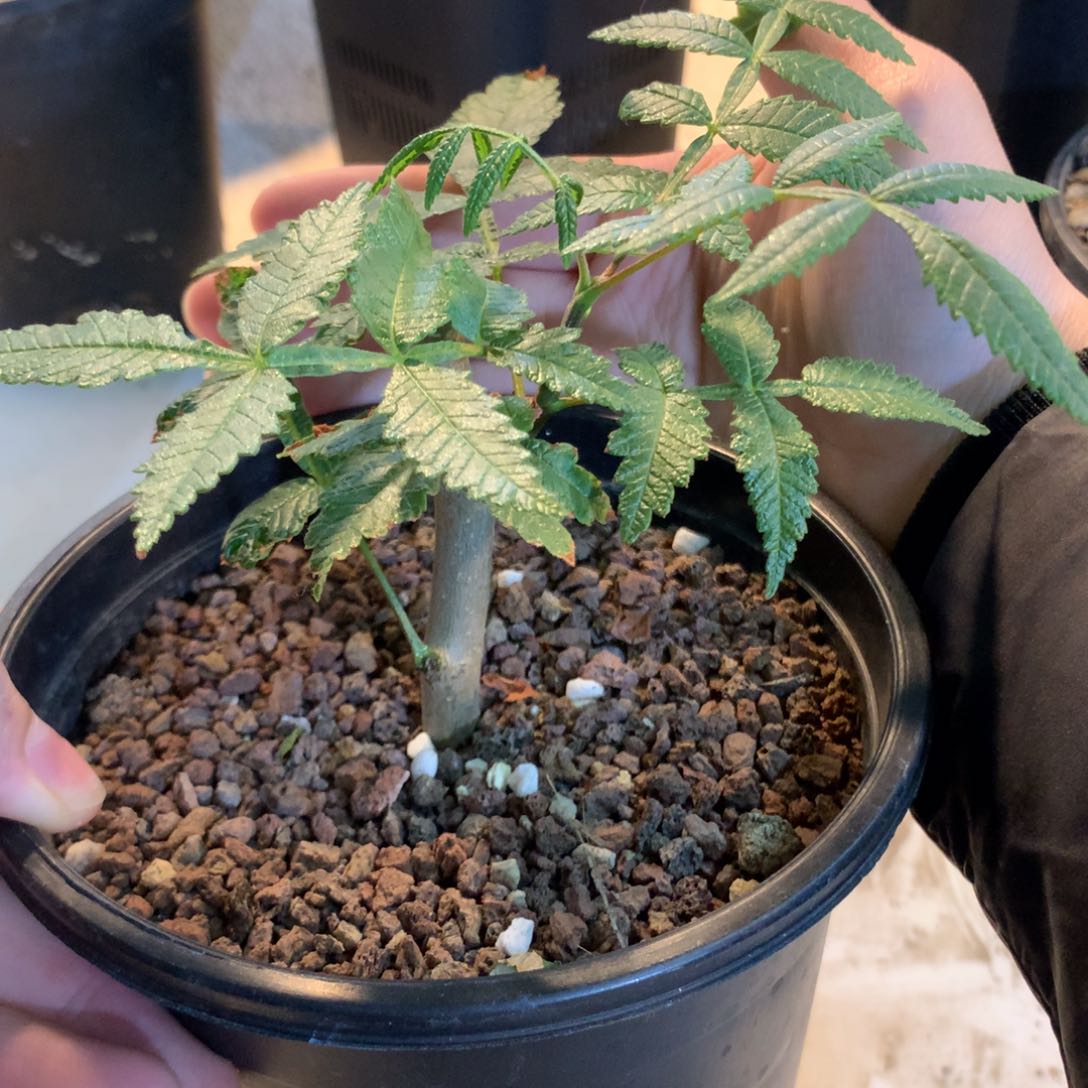 双色裂榄带盆发货