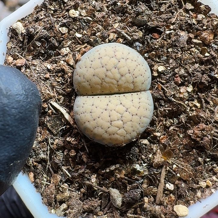 生石花1111112。  253