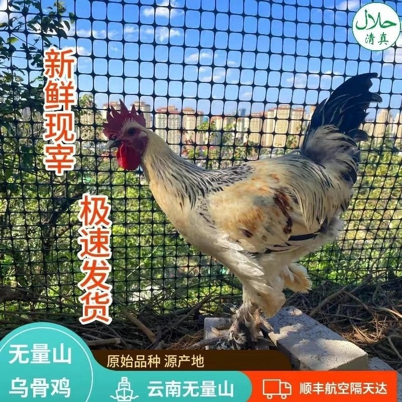 农村散养土鸡公鸡新鲜现宰农家散养顺丰清真带内脏整鸡