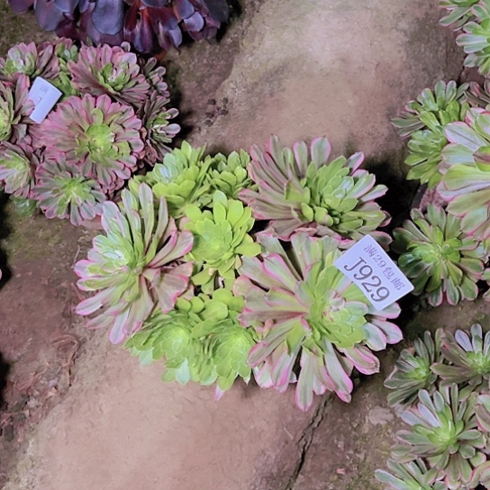929花脸粉黛多肉植物