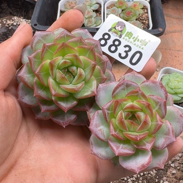 多肉植物多肉植物