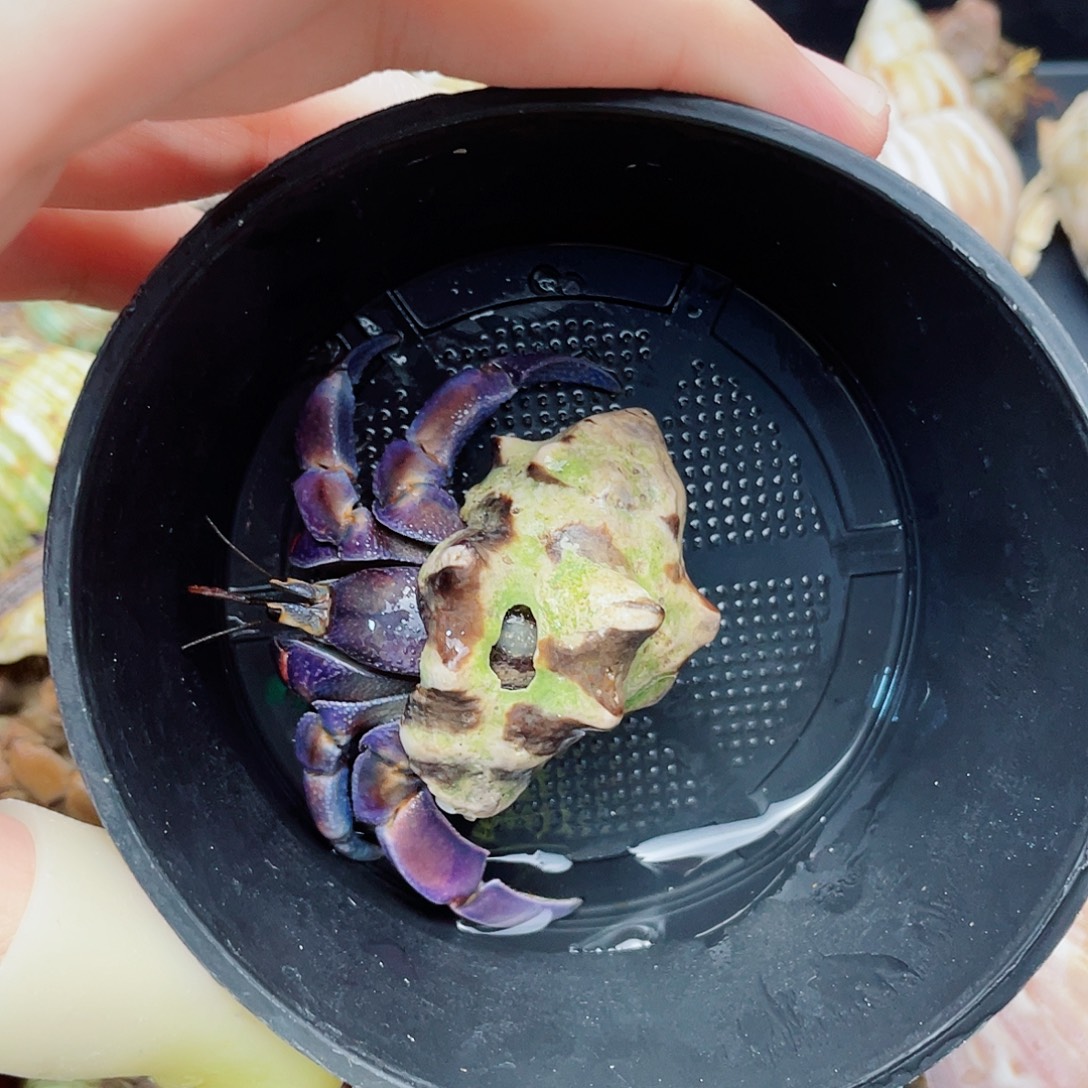 2.5口炫彩再生腿紫陆