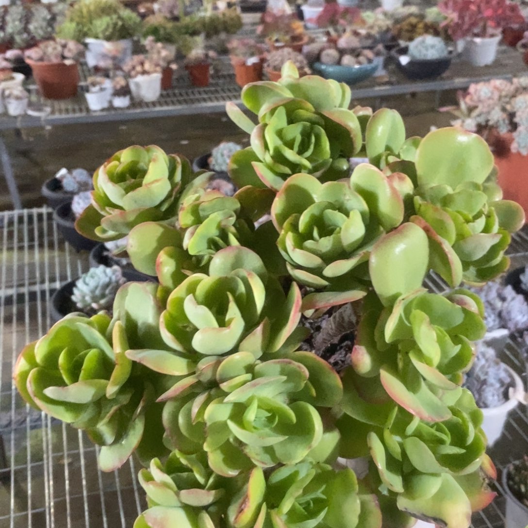 3041碧桃老桩一物一拍