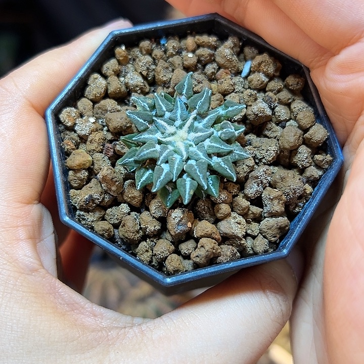 15号自根日系馒头姬3.2公分