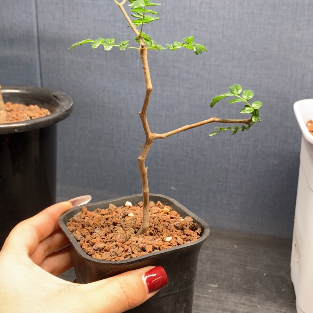 滔天橄榄带盆发货