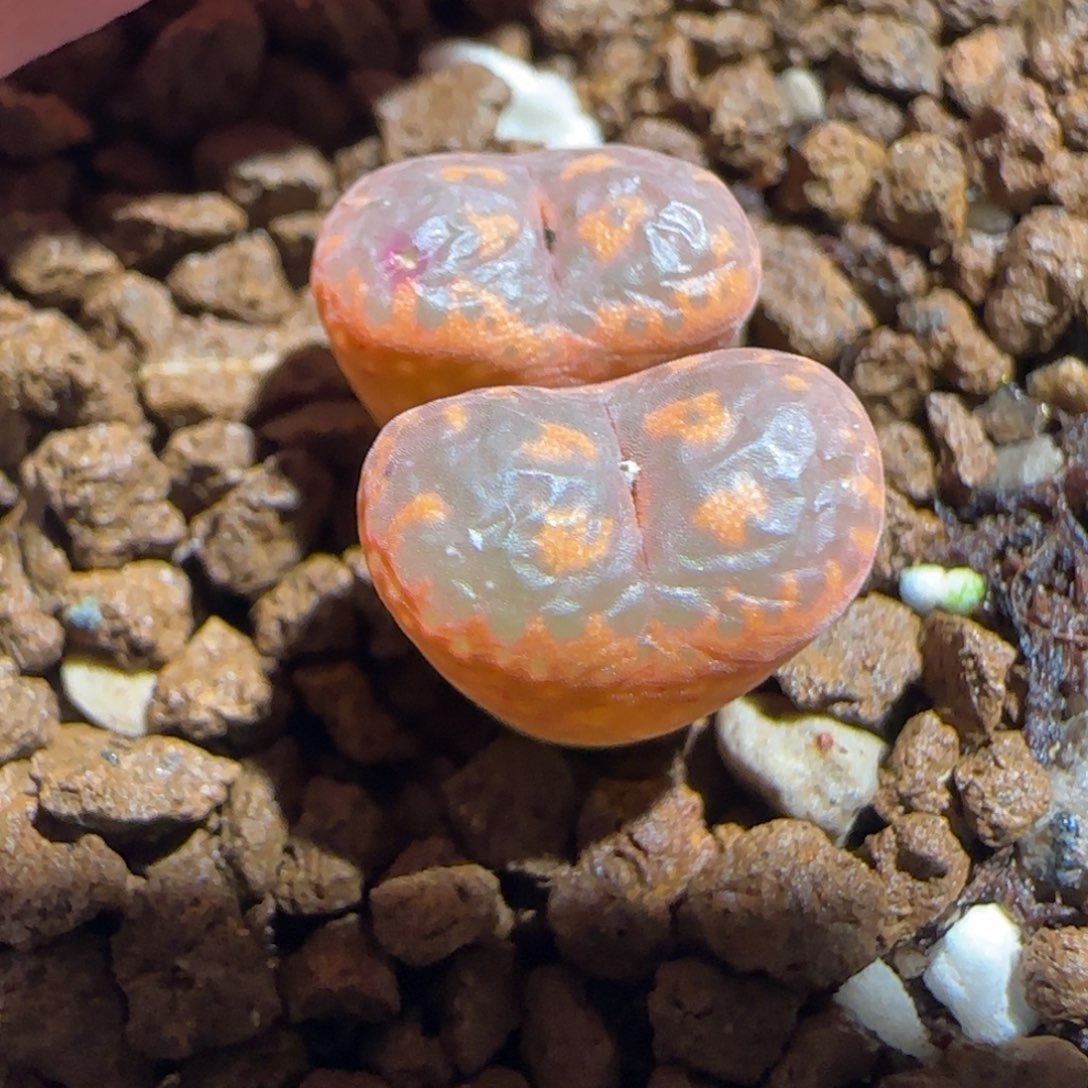 肉锥多肉植物组合-爱心勋章784