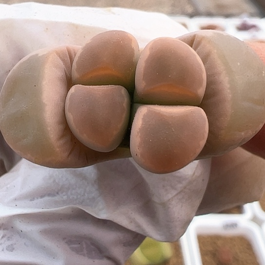 2546.净窗橄榄11111111