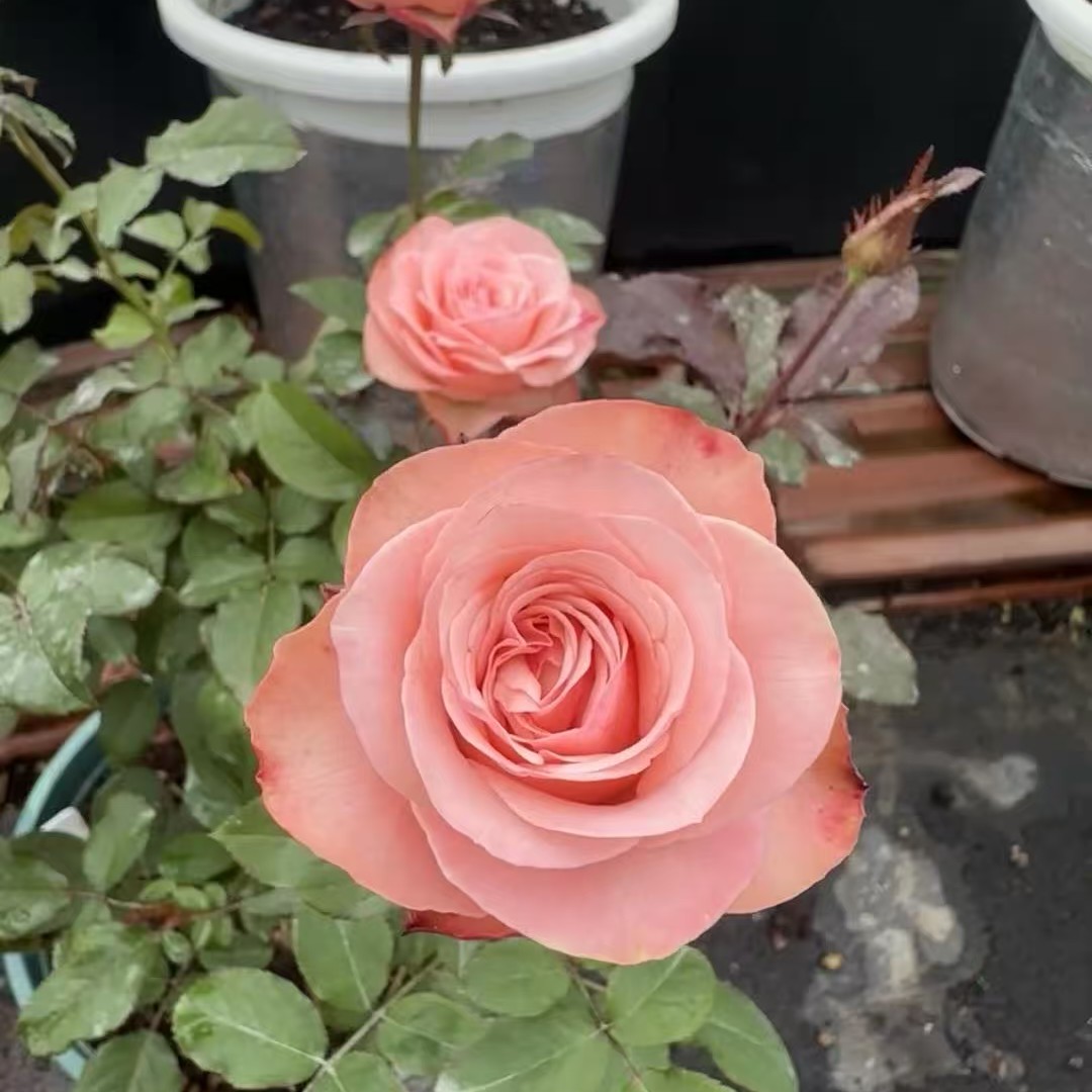 【和弦】根接1+土球发货月季