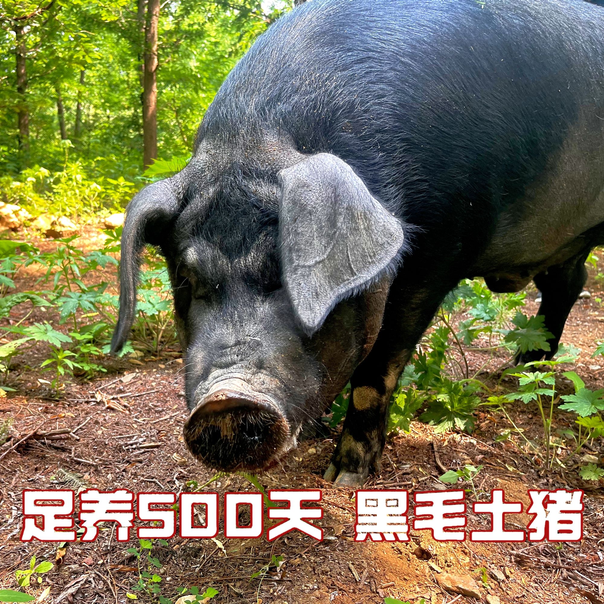 农场直发黑毛土猪 骨棒组合