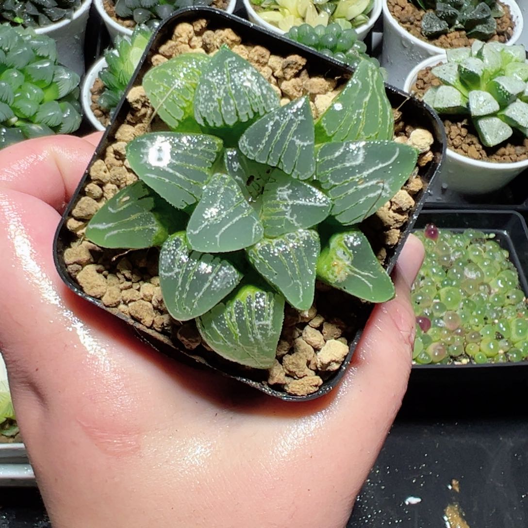 云遮月多肉植物一颗玉露