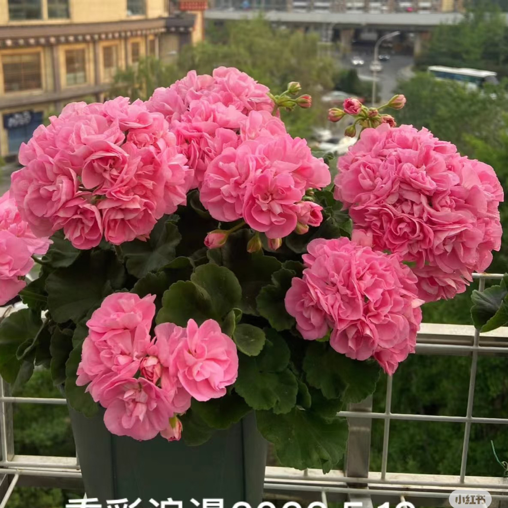 【重彩浪漫】直立天竺葵（零下拍保温 不拍冻坏不售后）