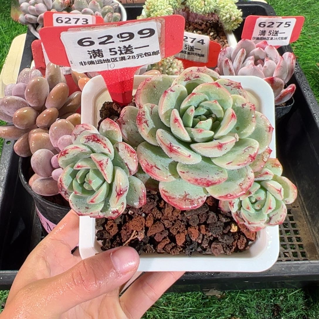 表妹精品多肉6299.