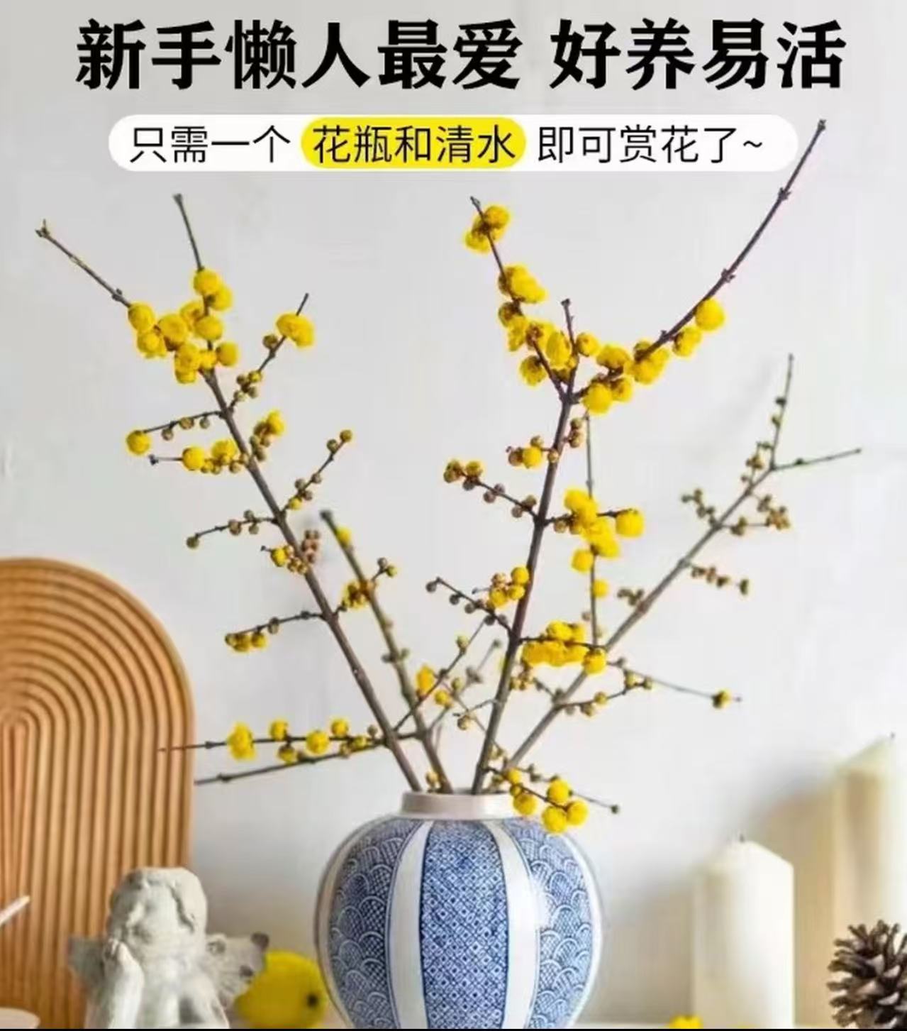 浓香型腊梅干枝鲜切花水培植物遇水开花室内花卉带花苞