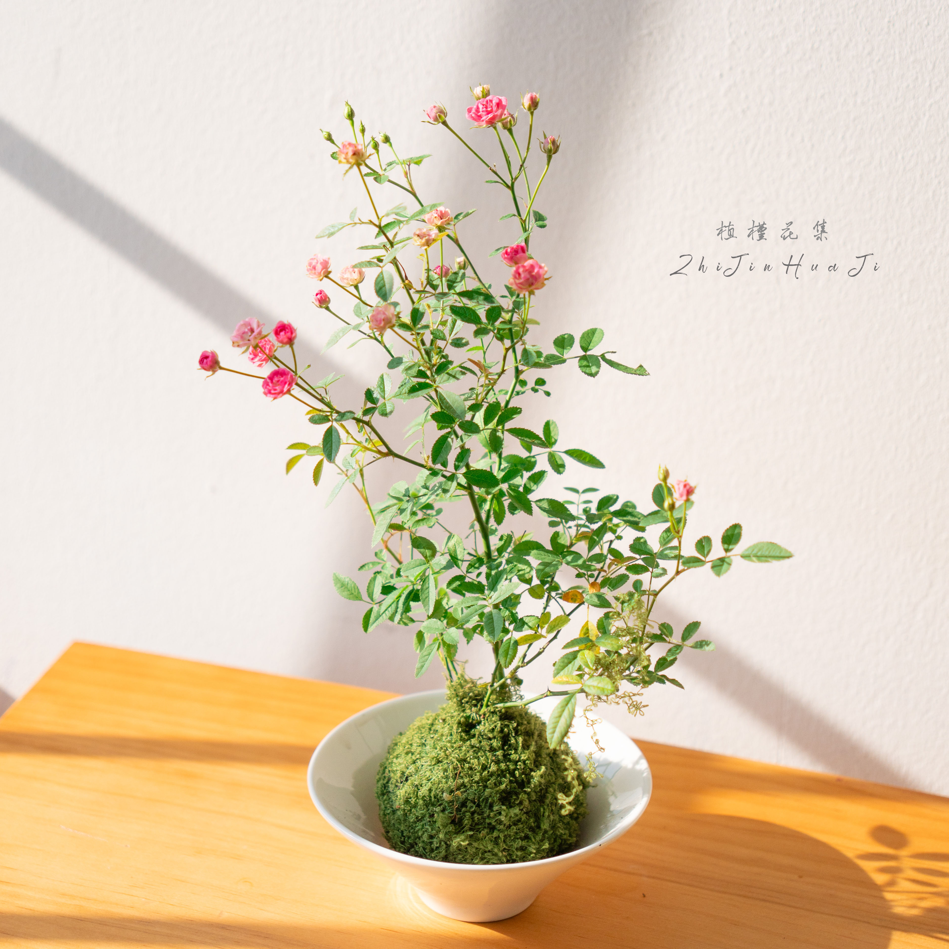 姬月季超微月季苔藓球香风姬月季带盆带花苞素白碗好养桌面