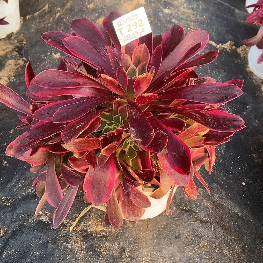 292金丝却多肉法师锦